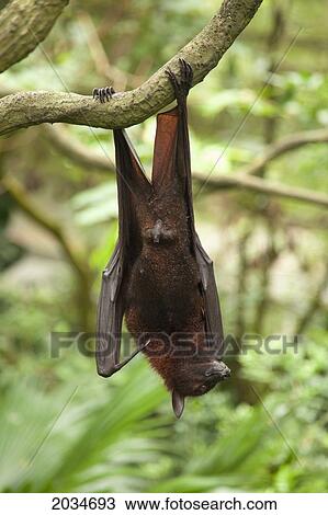 A Flying Fox Fruit Bat (Pteropus) At The Singapore Zoo; Singapore View Large Photo Image Stock Image - A Flying Fox Fruit Bat (Pteropus) At The Singapore Zoo; Singapore. Fotosearch