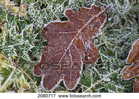 Stock Photo - A frozen red leaf laying on frosty grass; gatehouse of fleet dumfries scotland. Fotosearch
