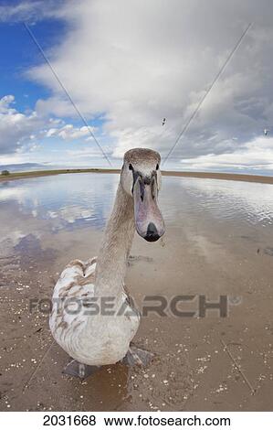 Stock Photo - A Goose Standing On The Beach Staring At The Camera; Northumberland England. Fotosearch