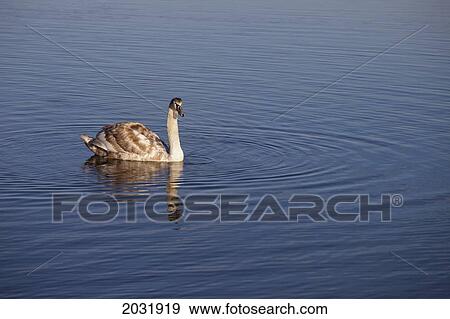 Stock Photo - A Goose Swimming In The Water; Northumberland England. Fotosearch