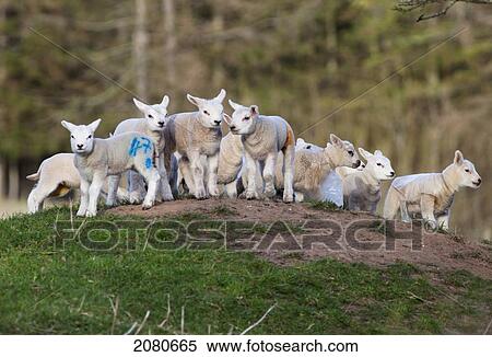 Stock Photography - A group of lambs on the top of a hill with coloured markings on their hinds; northumberland england. Fotosearch