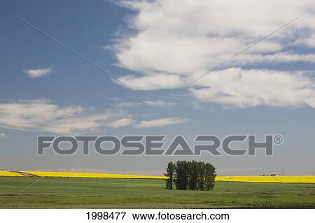 A Group Of Trees In A Green Field With Flowering Canola On The Distance With Blue Sky And Clouds; Alberta Canada View Large Photo Image Stock Photo - A Group Of Trees In A Green Field With Flowering Canola On The Distance With Blue Sky And Clouds; Alberta Canada. Fotosearch