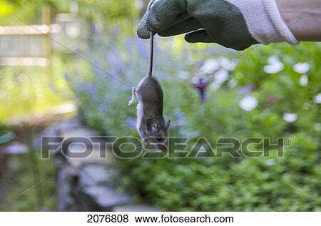 Stock Photo - A hand wearing a gardening glove holds a mouse by the tail; lake of the woods ontario canada. Fotosearch