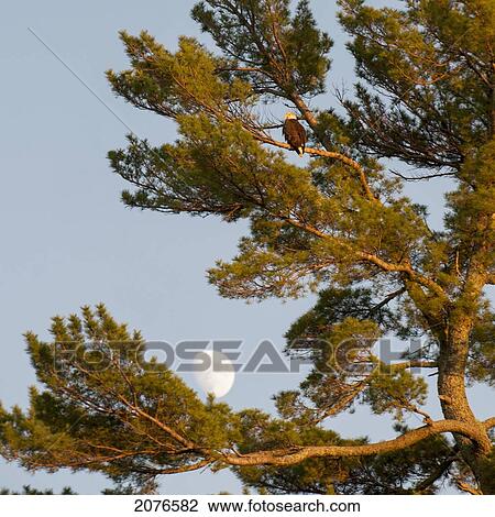 A hawk sits in a tree with the moon in a blue sky; lake of the woods ontario canada View Large Photo Image Stock Image - A hawk sits in a tree with the moon in a blue sky; lake of the woods ontario canada. Fotosearch
