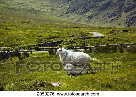 A Lamb Drinking It's Mother's Milk In Healy Pass; County Cork Ireland View Large Photo Image Stock Photograph - A Lamb Drinking It's Mother's Milk In Healy Pass; County Cork Ireland. Fotosearch