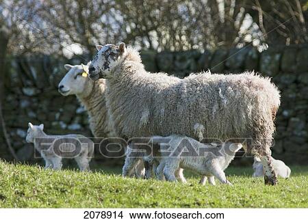 A lamb nursing from its mother; dumfries scotland View Large Photo Image Picture - A lamb nursing from its mother; dumfries scotland. Fotosearch