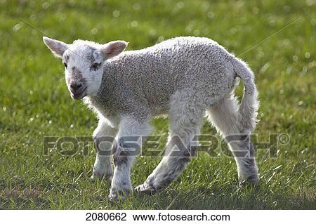A lamb standing on the grass; northumberland england View Large Photo Image Stock Image - A lamb standing on the grass; northumberland england. Fotosearch