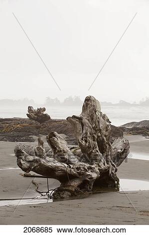 A Large Drift Log Sits On Chesterman's Beach Near Tofino; British Columbia Canada View Large Photo Image Stock Photography - A Large Drift Log Sits On Chesterman's Beach Near Tofino; British Columbia Canada. Fotosearch