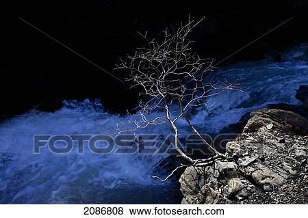 A leafless tree growing out of a rock with churning water below; nordegg alberta canada View Large Photo Image Stock Photo - A leafless tree growing out of a rock with churning water below; nordegg alberta canada. Fotosearch