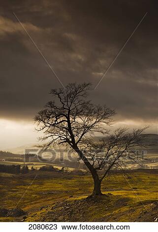 A leafless tree with dark clouds overhead; northumberland england View Large Photo Image Stock Image - A leafless tree with dark clouds overhead; northumberland england. Fotosearch