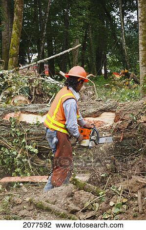 A logger cuts down trees; portland oregon united states of america View Large Photo Image Stock Image - A logger cuts down trees; portland oregon united states of america. Fotosearch