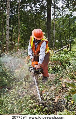 A logger uses a chain saw to cut trees; portland oregon united states of america View Large Photo Image Picture - A logger uses a chain saw to cut trees; portland oregon united states of america. Fotosearch