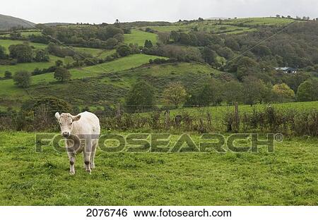 A lone cow stands in a field; ring of kerry ireland View Large Photo Image Stock Photograph - A lone cow stands in a field; ring of kerry ireland. Fotosearch