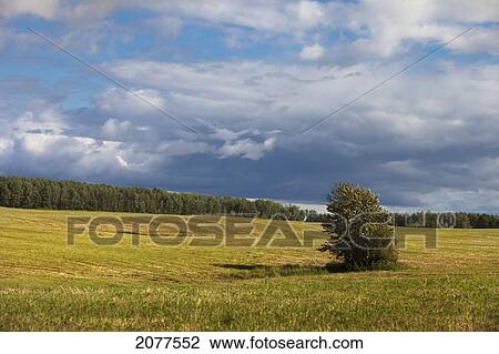 A lone tree stands in a field with storm clouds overhead; parkland county alberta canada View Large Photo Image Stock Image - A lone tree stands in a field with storm clouds overhead; parkland county alberta canada. Fotosearch