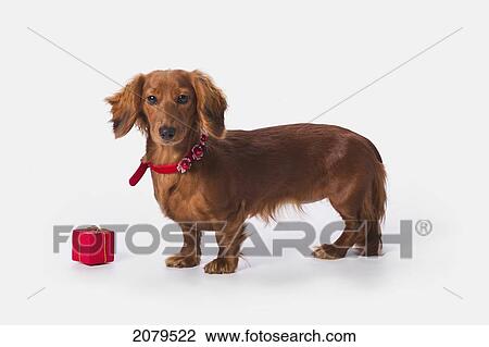 Stock Image - A longhair red dachshund with a small red box at christmas; st. alberta alberta canada. Fotosearch