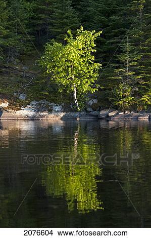A lush green tree on the water's edge of a tranquil lake; lake of the woods ontario canada View Large Photo Image Picture - A lush green tree on the water's edge of a tranquil lake; lake of the woods ontario canada. Fotosearch