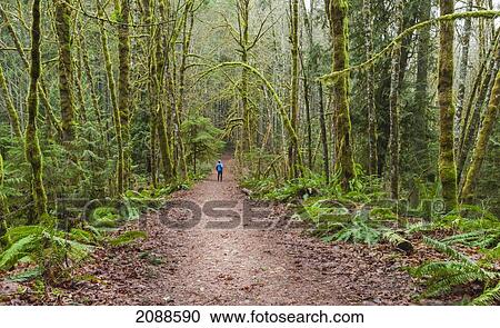 A man looks up at the moss covered trees on a trail near the cowichan river on vancouver island; british columbia canada View Large Photo Image Stock Image - A man looks up at the moss covered trees on a trail near the cowichan river on vancouver island; british columbia canada. Fotosearch