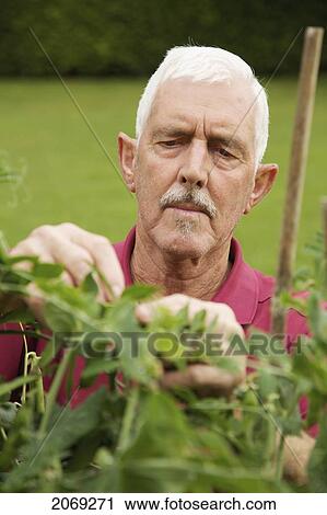 A Man Works In His Garden; Naas Kildare Ireland View Large Photo Image Stock Image - A Man Works In His Garden; Naas Kildare Ireland. Fotosearch
