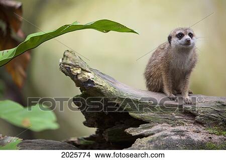 Picture - A Meerkat (Suricata Suricatta) At The Singapore Zoo; Singapore. Fotosearch