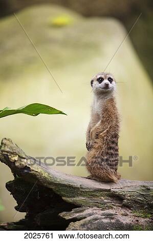 A Meerkat (Suricata Suricatta) At The Singapore Zoo; Singapore View Large Photo Image Stock Image - A Meerkat (Suricata Suricatta) At The Singapore Zoo; Singapore. Fotosearch
