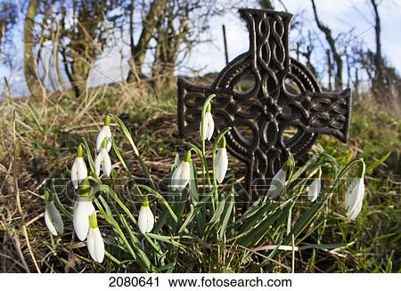 Stock Image - A metal cross staked into the ground with snowdrops (galanthus) growing in front of it; northumberland england. Fotosearch