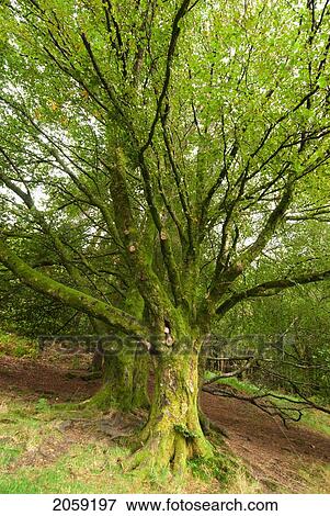 A Moss Covered Tree; Ireland View Large Photo Image Stock Photo - A Moss Covered Tree; Ireland. Fotosearch