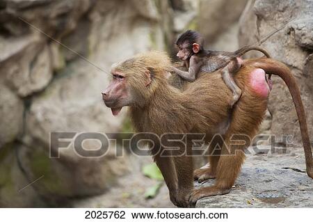 Stock Image - A Mother Baboon With Her Baby On Her Back At The Singapore Zoo; Singapore. Fotosearch