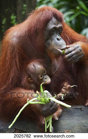 A Mother Orangutan Eats Vegetables With Her Baby At The Singapore Zoo; Singapore View Large Photo Image Stock Image - A Mother Orangutan Eats Vegetables With Her Baby At The Singapore Zoo; Singapore. Fotosearch