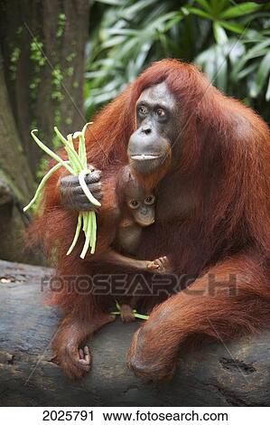 A Mother Orangutan Eats Vegetables With Her Baby At The Singapore Zoo; Singapore View Large Photo Image Stock Image - A Mother Orangutan Eats Vegetables With Her Baby At The Singapore Zoo; Singapore. Fotosearch