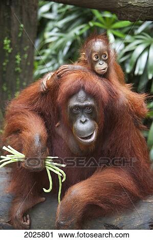 A Mother Orangutan Eats Vegetables With Her Baby At The Singapore Zoo; Singapore View Large Photo Image Stock Image - A Mother Orangutan Eats Vegetables With Her Baby At The Singapore Zoo; Singapore. Fotosearch