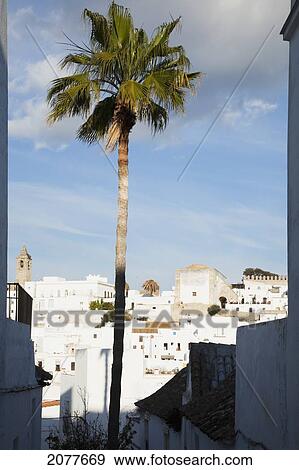 A palm tree and the white buildings of the town; vejer de la frontera andalusia spain View Large Photo Image Stock Photo - A palm tree and the white buildings of the town; vejer de la frontera andalusia spain. Fotosearch