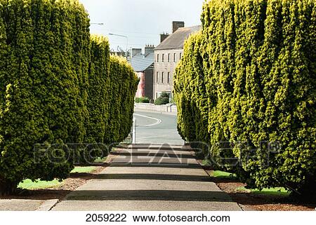 A Path Lined With Trees Leading To A Residential Road; Ireland View Large Photo Image Stock Image - A Path Lined With Trees Leading To A Residential Road; Ireland. Fotosearch