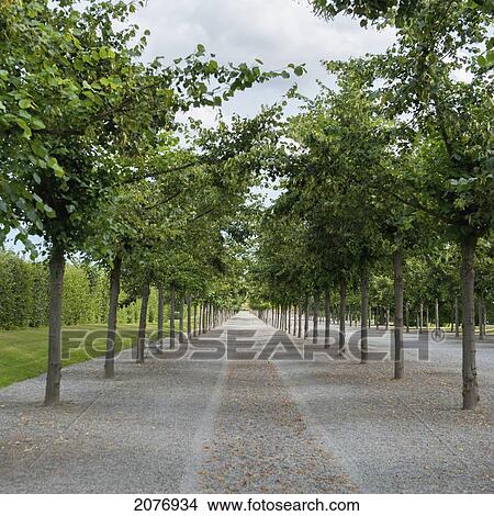 A paved path lined with trees in the baroque garden at drottningholm palace; stockholm sweden View Large Photo Image Picture - A paved path lined with trees in the baroque garden at drottningholm palace; stockholm sweden. Fotosearch