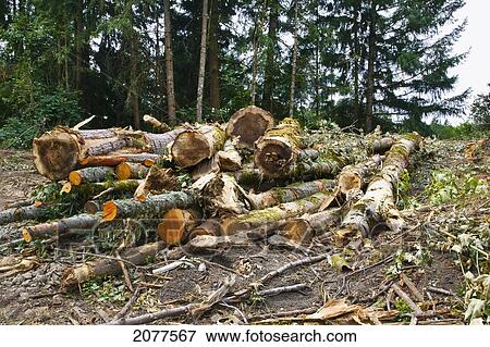 A pile of chopped down trees on the ground; portland oregon united states of america View Large Photo Image Stock Photo - A pile of chopped down trees on the ground; portland oregon united states of america. Fotosearch