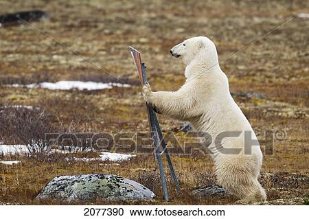 A polar bear (ursus maritimus) stands on it's hind legs leaning against a sign; churchill manitoba canada View Large Photo Image Stock Image - A polar bear (ursus maritimus) stands on it's hind legs leaning against a sign; churchill manitoba canada. Fotosearch