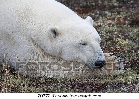 A polar bear (ursus maritimus) sleeping; churchill manitoba canada View Large Photo Image Stock Photo - A polar bear (ursus maritimus) sleeping; churchill manitoba canada. Fotosearch