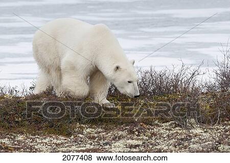 Stock Photo - A polar bear (ursus maritimus) exploring on the tundra; churchill manitoba canada. Fotosearch