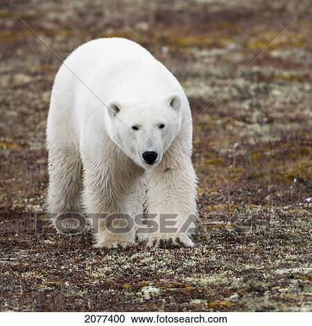 A polar bear (ursus maritimus) walking on the tundra; churchill manitoba canada View Large Photo Image Stock Image - A polar bear (ursus maritimus) walking on the tundra; churchill manitoba canada. Fotosearch