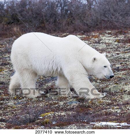 A polar bear (ursus maritimus) walking on the tundra; churchill manitoba canada View Large Photo Image Stock Image - A polar bear (ursus maritimus) walking on the tundra; churchill manitoba canada. Fotosearch