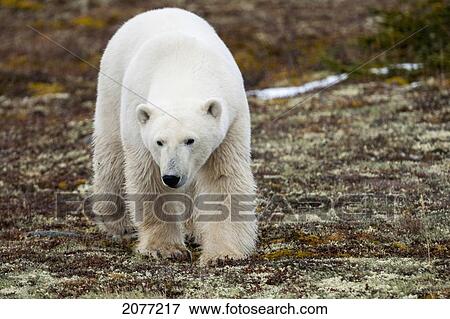 A polar bear (ursus maritimus) walking towards camera; churchill manitoba canada View Large Photo Image Stock Photo - A polar bear (ursus maritimus) walking towards camera; churchill manitoba canada. Fotosearch