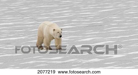 A polar bear (ursus maritimus) walking on frozen ground; churchill manitoba canada View Large Photo Image Stock Photo - A polar bear (ursus maritimus) walking on frozen ground; churchill manitoba canada. Fotosearch
