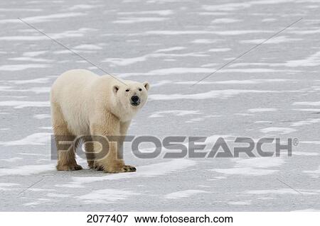 A polar bear (ursus maritimus) walking on the frozen hudson bay; churchill manitoba canada View Large Photo Image Stock Photo - A polar bear (ursus maritimus) walking on the frozen hudson bay; churchill manitoba canada. Fotosearch