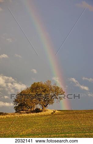 A Rainbow Over A Field With A Tree; Northumberland England View Large Photo Image Stock Image - A Rainbow Over A Field With A Tree; Northumberland England. Fotosearch
