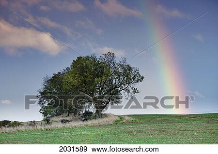 Stock Photo - A Rainbow Reaching From The Sky To The Ground Beside A Tree In The Field; Northumberland England. Fotosearch