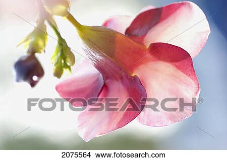 Picture - A Red Blossoming Flower From Behind; Captain Cook Hawaii United States Of America. Fotosearch