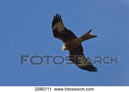 Stock Image - A red kite (milvus milvus); gatehouse of fleet dumfries scotland. Fotosearch