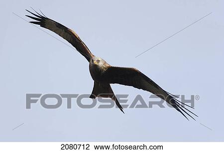 Stock Image - A red kite (milvus milvus); gatehouse of fleet dumfries scotland. Fotosearch