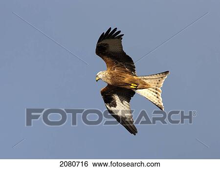 Stock Photograph - A red kite (milvus milvus); gatehouse of fleet dumfries scotland. Fotosearch