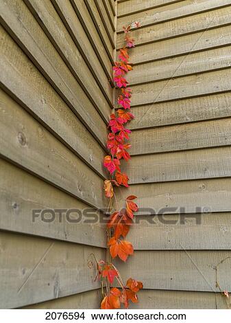 Picture - A red-leafed vine climbs the corner of a building; lake of the woods ontario canada. Fotosearch
