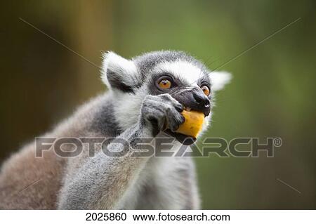 A Ring-Tailed Lemur (Lemur Catta) Eats Fruit In The Singapore Zoo; Singapore View Large Photo Image Stock Image - A Ring-Tailed Lemur (Lemur Catta) Eats Fruit In The Singapore Zoo; Singapore. Fotosearch